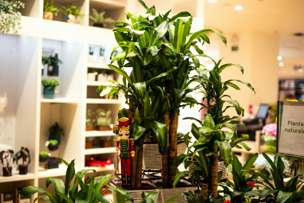 Image actuelle : Vibrant dracaena plants in a stylish plant store with a decorative nutcracker figure.